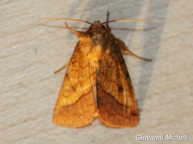 Falena 1 da determinare - Pyrrhia umbra, Noctuidae